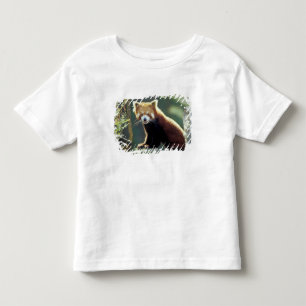 T-shirts Panda Vermelho Ailurus fulgens)