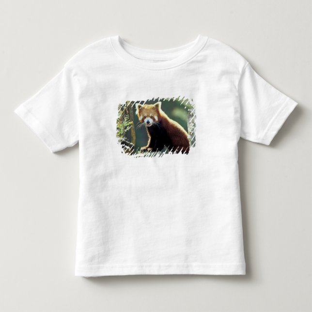 T-shirts Panda Vermelho Ailurus fulgens) (Frente)