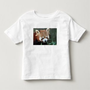 T-shirts Panda Vermelho, Taronga Zoo, Sydney, Austrália