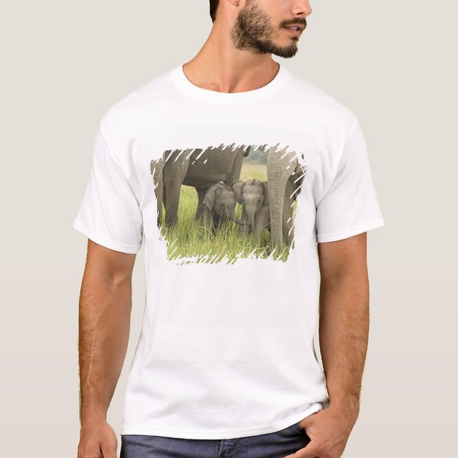 T-shirts Parque Nacional Corbett, Uttaranchal, Índia. (Frente)