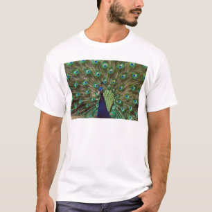 T-shirts Pavão