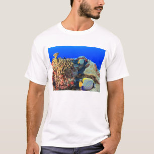 T-shirts Peixe-anjos-real Pygoplites diacanthus),