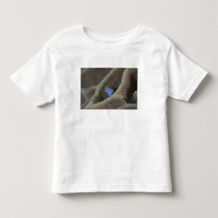 T-shirts peixe Blenny Blenniidae) espreitando a cabeça para
