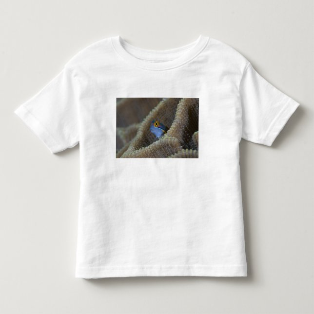 T-shirts peixe Blenny Blenniidae) espreitando a cabeça para (Frente)