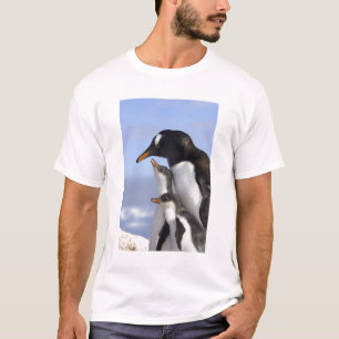 T-shirts Península Antártica, Porto Neko, Pinguim-de-gentoo