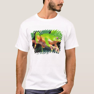 T-shirts Perereca-macaco gigante bicolor, Phyllomedusa