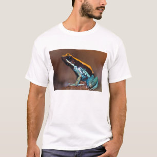 T-shirts Phyllobates vittatus, um sapo de veneno