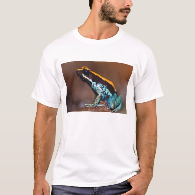 T-shirts Phyllobates vittatus, um sapo de veneno (Frente)