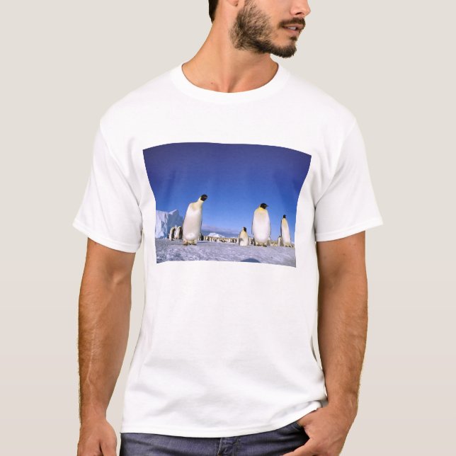 T-shirts Pinguim | Antártica, Península Antártica (Frente)