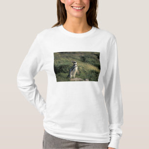 T-shirts Pinguim-de-magalhães (Spheniscus magellanicus),