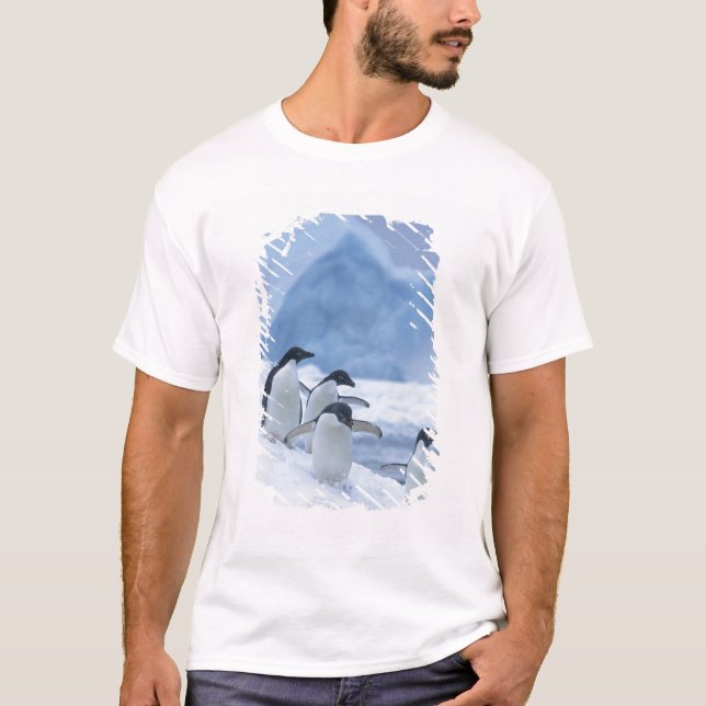 T-shirts Pinguins-de-adélia (Pygoscelis adeliae) no gelo, (Frente)