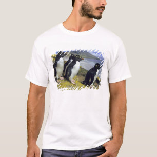 T-shirts Pinguins-de-crista, (Eudyptes chrysocome),