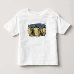 T-shirts Pinguins-de-gentoo, (Pygoscelis papua), Falkland