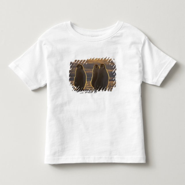 T-shirts Pinguins-imperadores (Frente)
