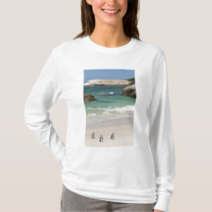 T-shirts Pinguins na Praia de Boulders, Simons Town, África