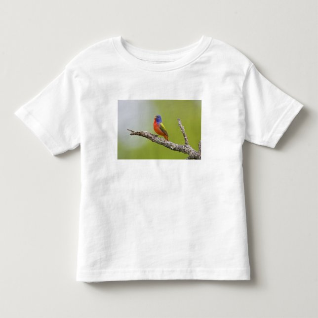 T-shirts Pintassilgo-de-bico-grosso (Passerina ciris) macho (Frente)