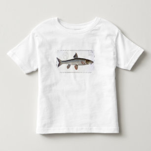 T-shirts Placa XVIII do Barbel (Cyprinus Barbus) 'de