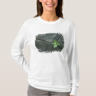 T-shirts Planta que cresce em Boulder rachado