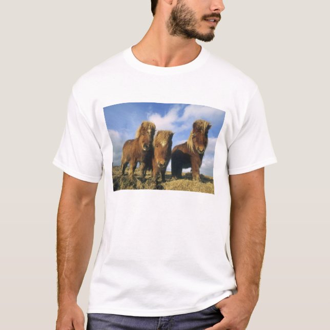 T-shirts Pônei Shetland, parte continental das Ilhas Shetla (Frente)