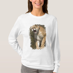 T-shirts Puma ou leão-da-montanha, puma concolor, Cativo -
