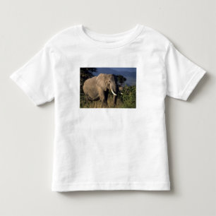 T-shirts Quênia: Amboseli, elefante africano macho