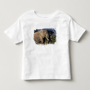 T-shirts Quênia: Amboseli, elefante africano macho