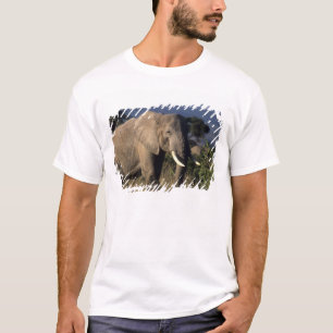 T-shirts Quênia: Amboseli, elefante africano macho
