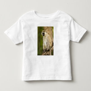 T-shirts Quênia, Parque Nacional do Lago Nakuru. Vervet