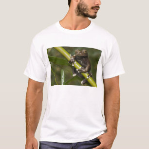 T-shirts Rã-árvore Cativa Tapichalaca Hyloscirtus 2