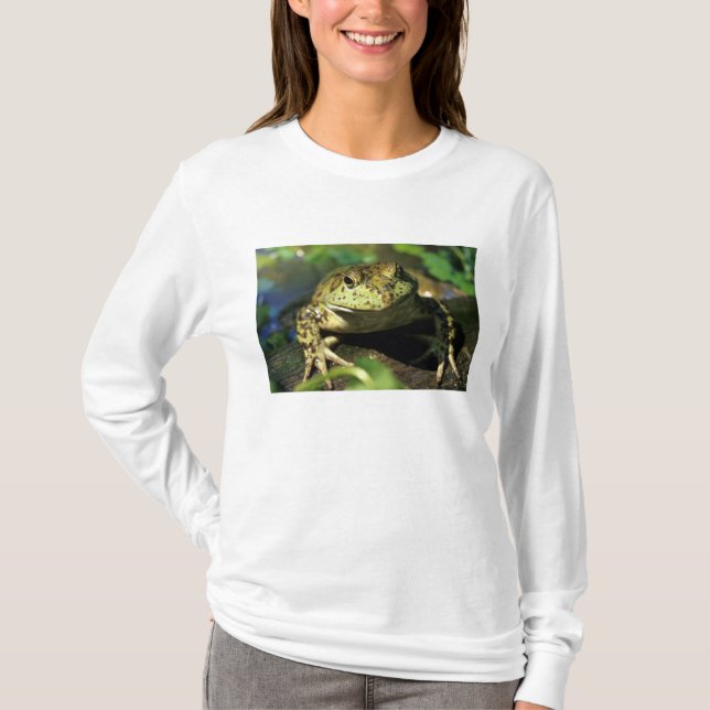 T-shirts Rã-touro. (Frente)