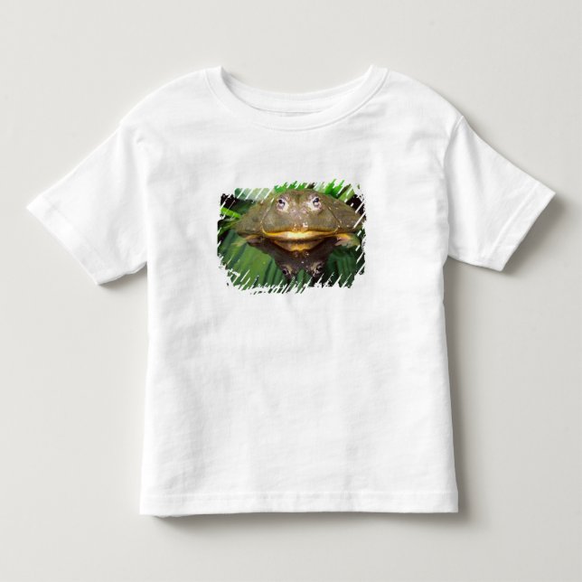 T-shirts Rã-Touro-Africana, Pyxicephalus 2 (Frente)