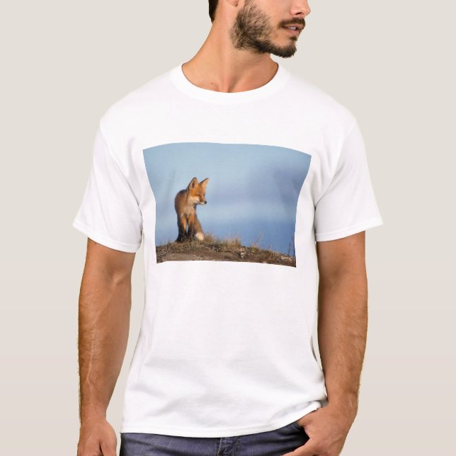 T-shirts raposa-vermelha, Vulpes vulpes (Frente)