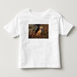 T-shirts raposa-vermelha, Vulpes vulpes