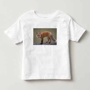 T-shirts raposa vermelha, Vulpes vulpes, ao longo do centro
