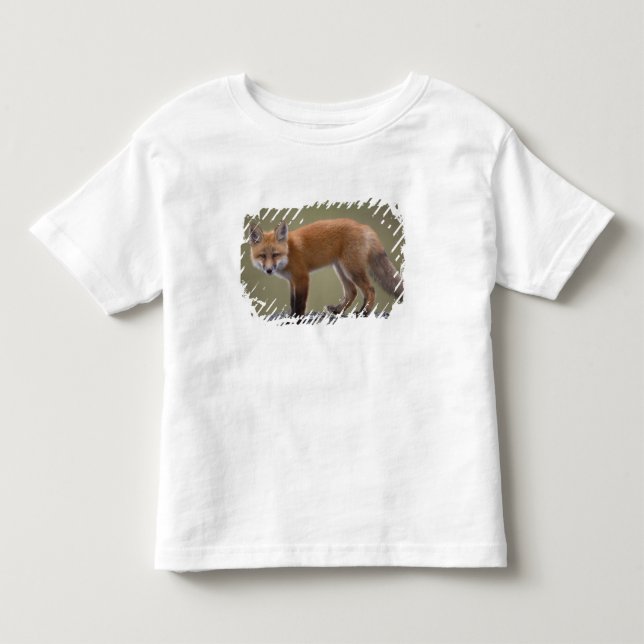 T-shirts raposa-vermelha, Vulpes vulpes, ao longo do centro (Frente)