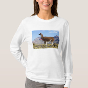 T-shirts Rebanho de lamas decorados na Puna, cordilheira do