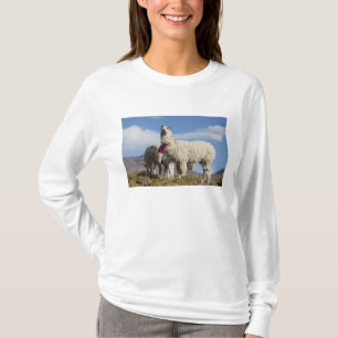 T-shirts Rebanho de lamas decorados na Puna, cordilheira do