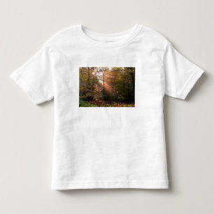 T-shirts Reino Unido. Floresta de Dean. Raio de sol penetra