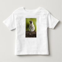 Reserva de Caça Samburu, Quênia, Macaco Vervet,