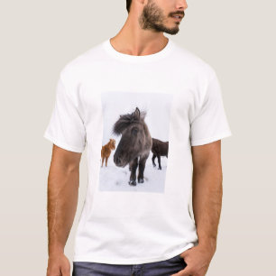 T-shirts retrato de cavalo islandês, Islândia