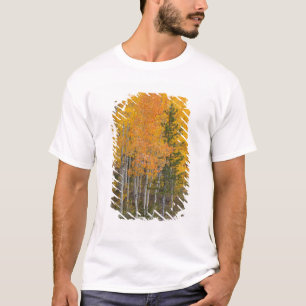 T-shirts Rio Provo e árvores de álamo