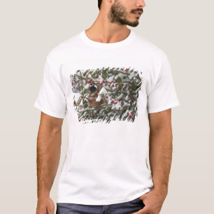 T-shirts robin abrigando-se numa árvore de azevinho após um
