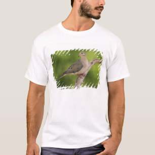 T-shirts Rórola, Zenaida macroura