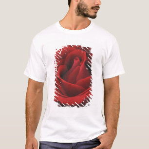 T-shirts Rosa vermelha de florescência