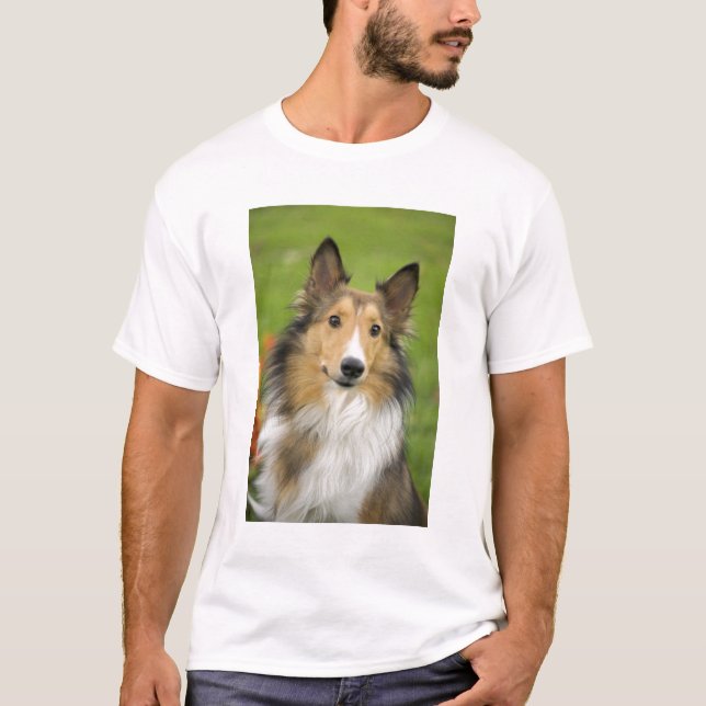 T-shirts Rough Collie, cachorro (Frente)