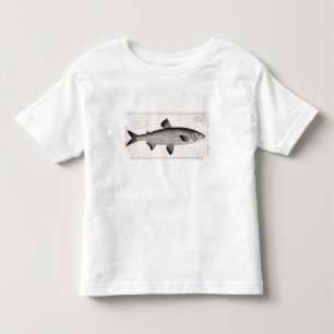 T-shirts (Salmo Maraena) placa Salmon XXVII 'de Ichthyolo