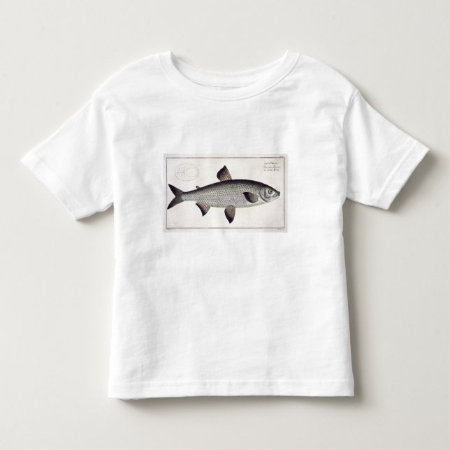 T-shirts (Salmo Maraena) placa Salmon XXVII 'de Ichthyolo (Frente)