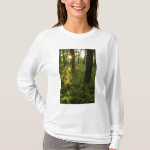 T-shirts Samambaiaias na floresta em Grafton, Massachusetts