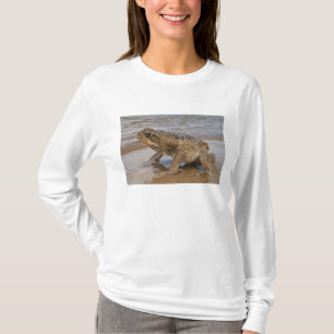 T-shirts Sapo-cururu Rhinella marina, anteriormente Bufo