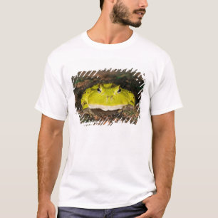 T-shirts Sapo do Corno brasileiro, Ceratophrys cornuta, 2